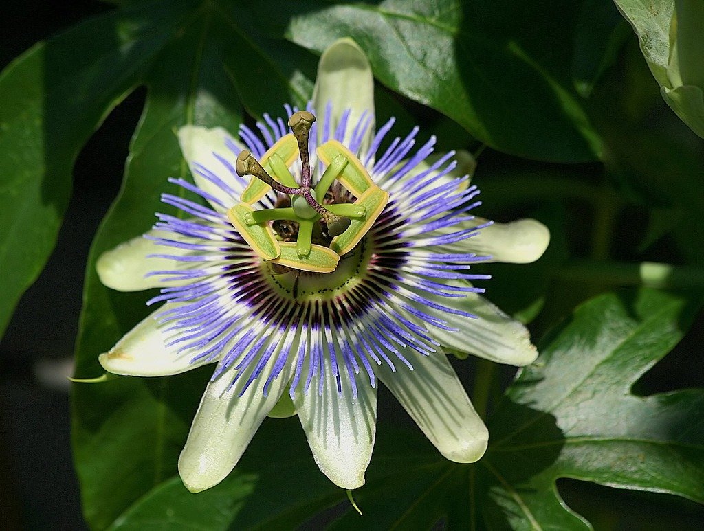 passion flower sleep supplement