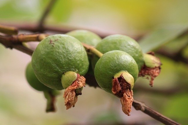 9 Superfoods For Hair Growth 9 Guavas - Superfoods For Hair Growth