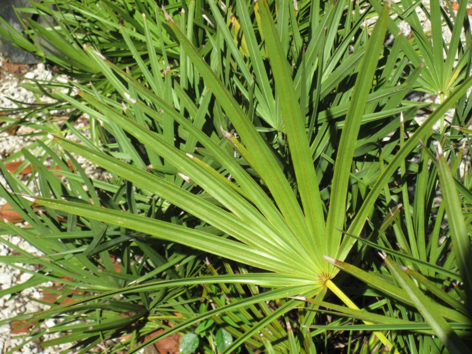 Does Saw Palmetto Cause Weight Gain