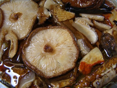 Shiitake mushroom rich in vitamin b12