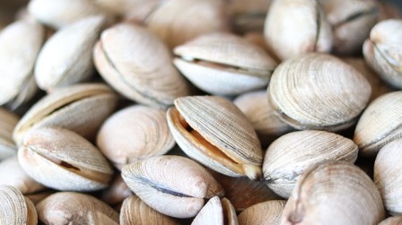 clams - vitamin b12 rich foods