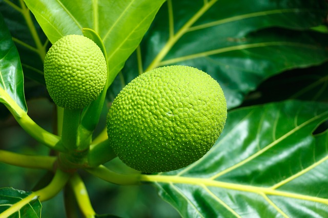 Breadfruit Benefits, Nutrition, Precautions and More