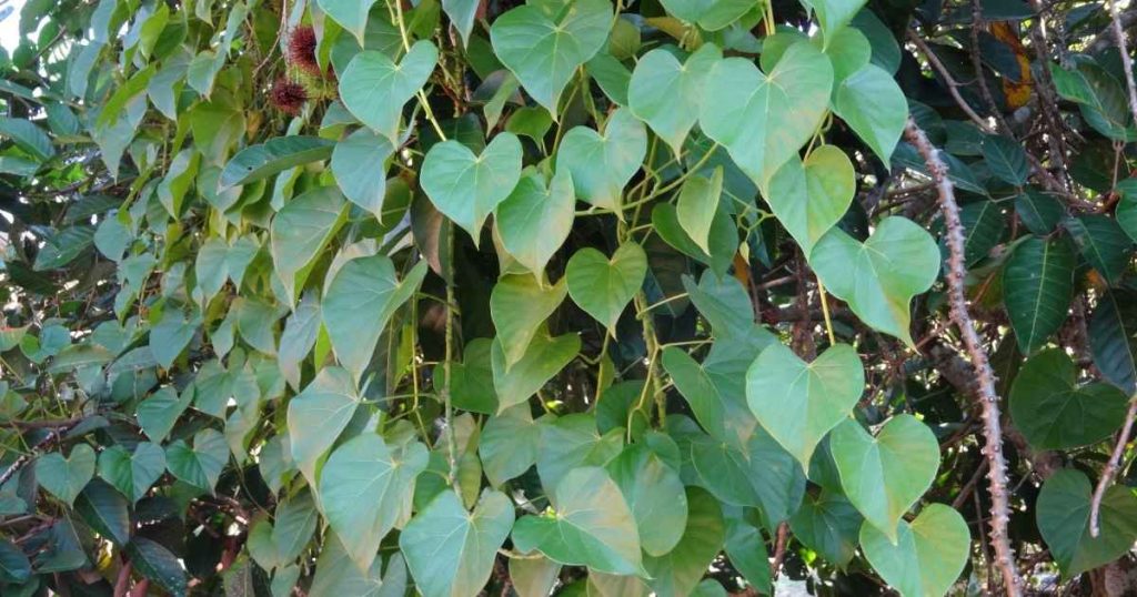 Giloy Health Benefits, Nutrients, Side Effects, Recipes, and More 1 Giloy-Health-Benefits