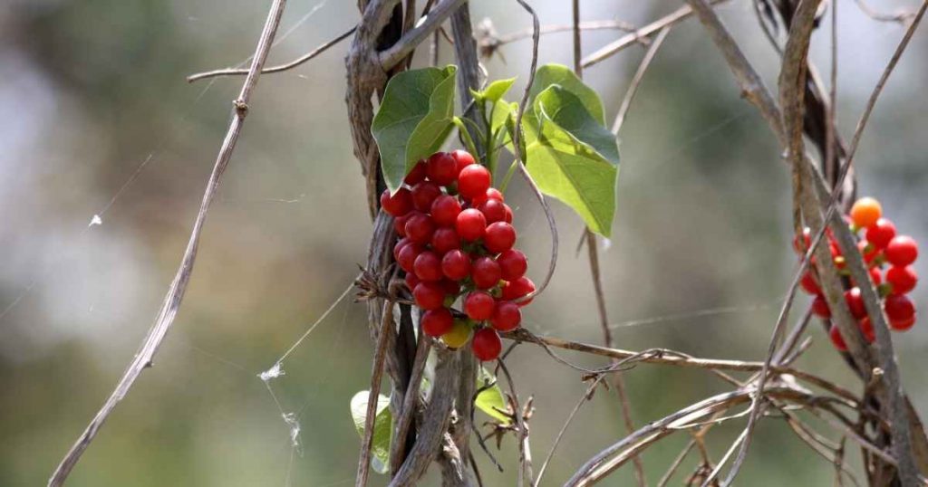 Giloy Health Benefits, Nutrients, Side Effects, Recipes, and More 3 Giloy-Nutrients