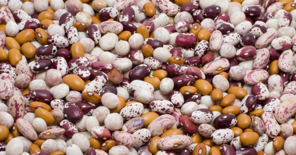 kidney-beans-varieties
