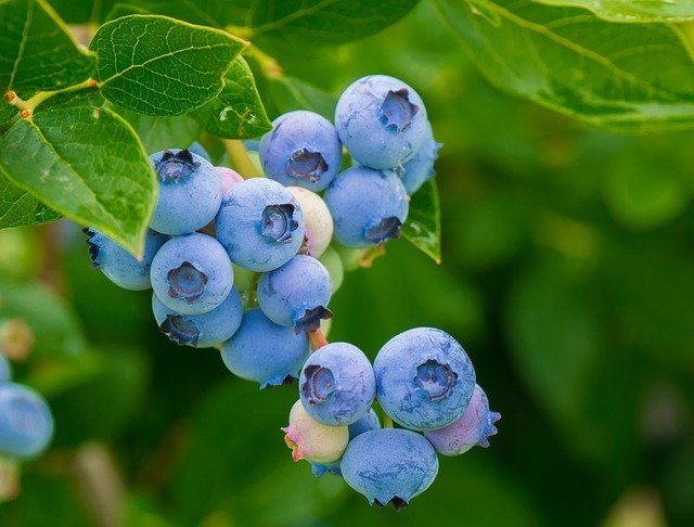 blueberries Best Skin Tightening Foods