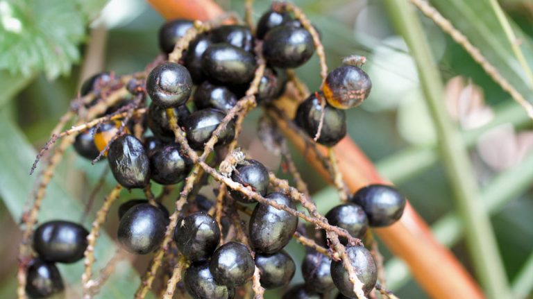Does Saw Palmetto Cause Weight Gain and How to Avoid it