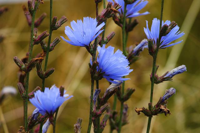 Chicory Health Benefits, Nutrients, Side Effects, Recipes, and More