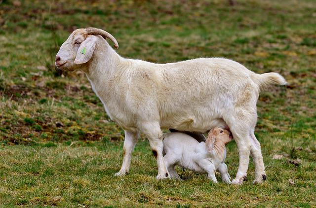 Goat Milk Health Benefits, Nutrients, Side Effects, Recipes, and More