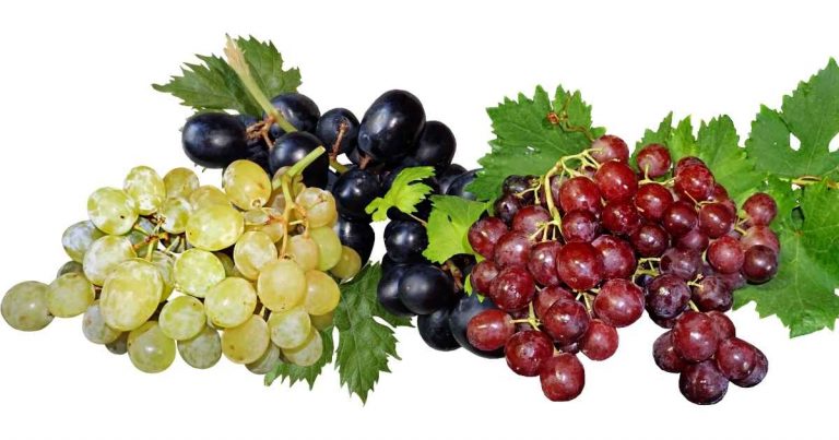 Grapes Health Benefits, Nutrients, Precautions, Recipes, and More
