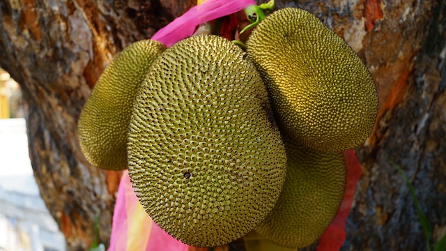 Jackfruit Health Benefits, Nutrients, Side Effects, Recipes, and More