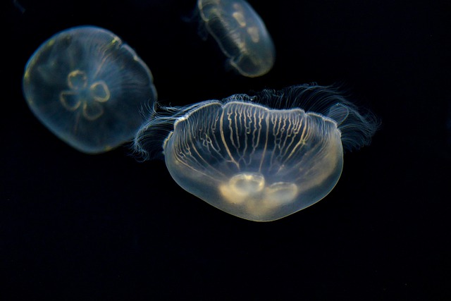 jellyfish-health-benefits-nutrients-recipes