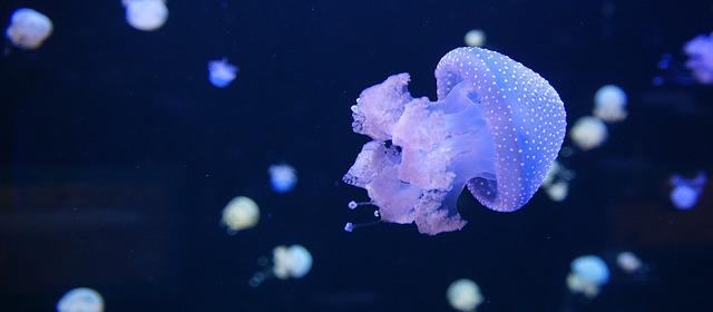 Jellyfish Health Benefits, Nutrients, Side Effects, Recipes, and More