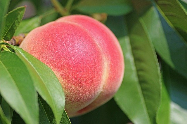 peach-health-benefits-nutrients-recipes