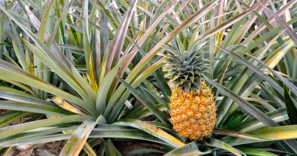 pineapple-health-benefits-nutrients-recipes