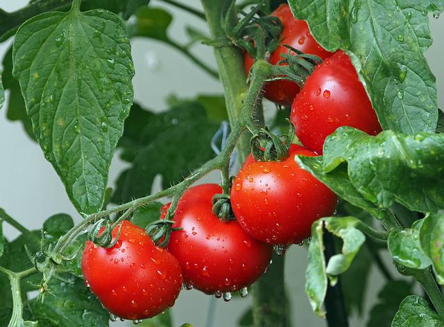 Tomatoes Health Benefits, Nutrients, Side Effects, Recipes, and More